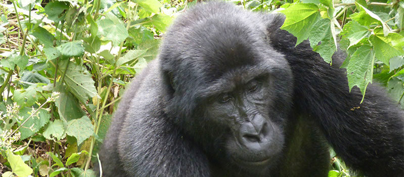 3 days Gorilla tracking Bwindi | Gorilla Trekking Safari Uganda