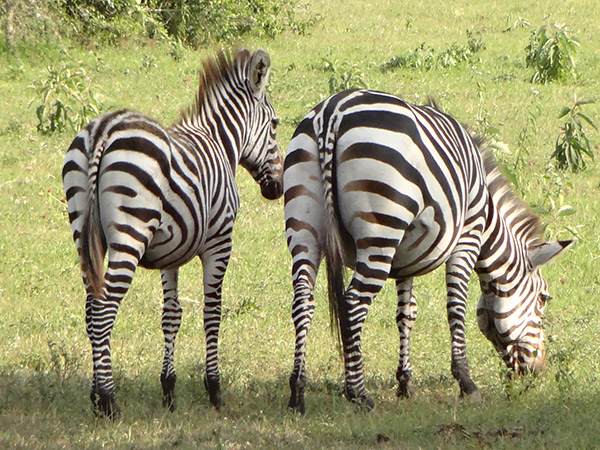 Lake Mburo National Park